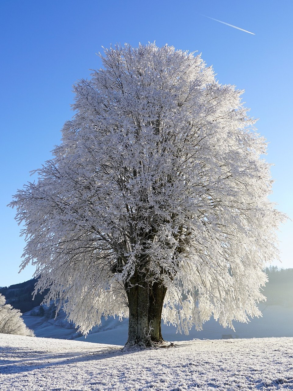 Ein verschneiter Baum steht auf einer mit Schnee bedeckten Wiese
